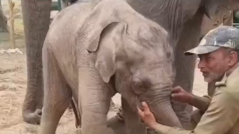 umaria,  elephant dies , Bandhavgarh Tiger Reserve