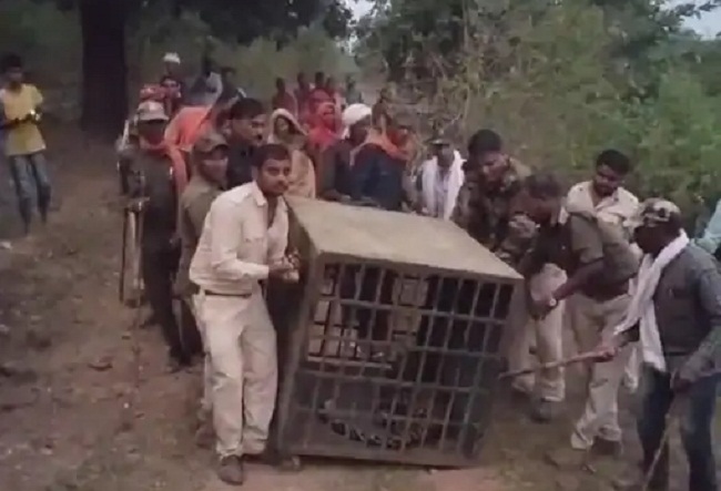 umaria, Injured leopard ,Bandhavgarh forest 