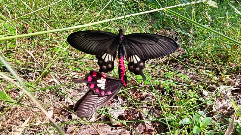 bhopal, Bandhavgarh Tiger Reserve , butterflies