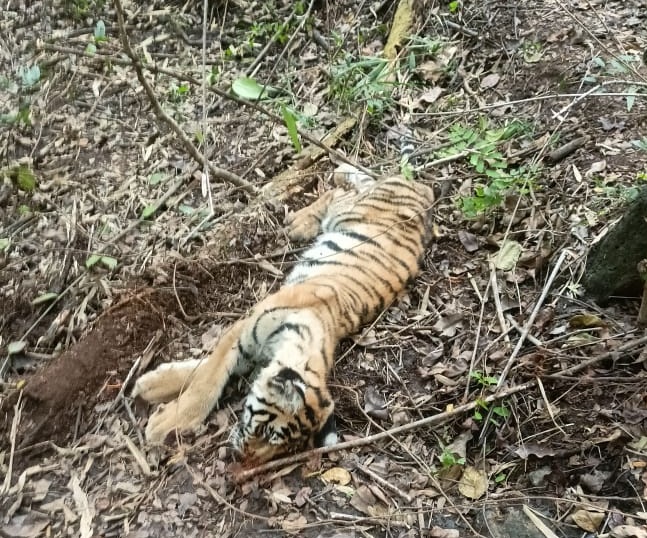 bhopal, Tiger cub ,Pench Tiger Reserve 