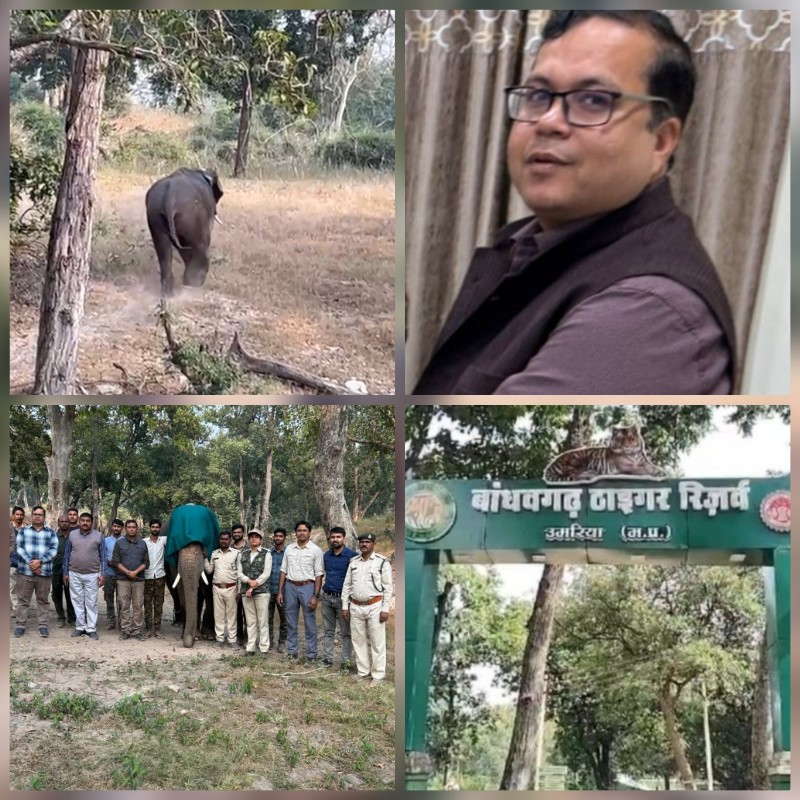 umaria, First experiment , Bandhavgarh Tiger Reserve 