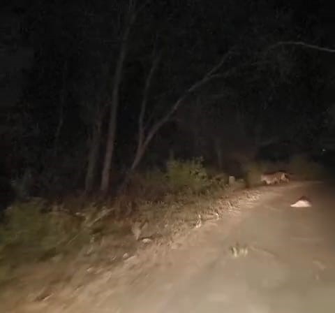 anuppur, Tiger ,rural area ,Amarkantak