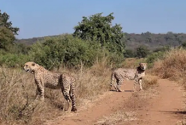 bhopal,   cheetahs, Kuno National Park
