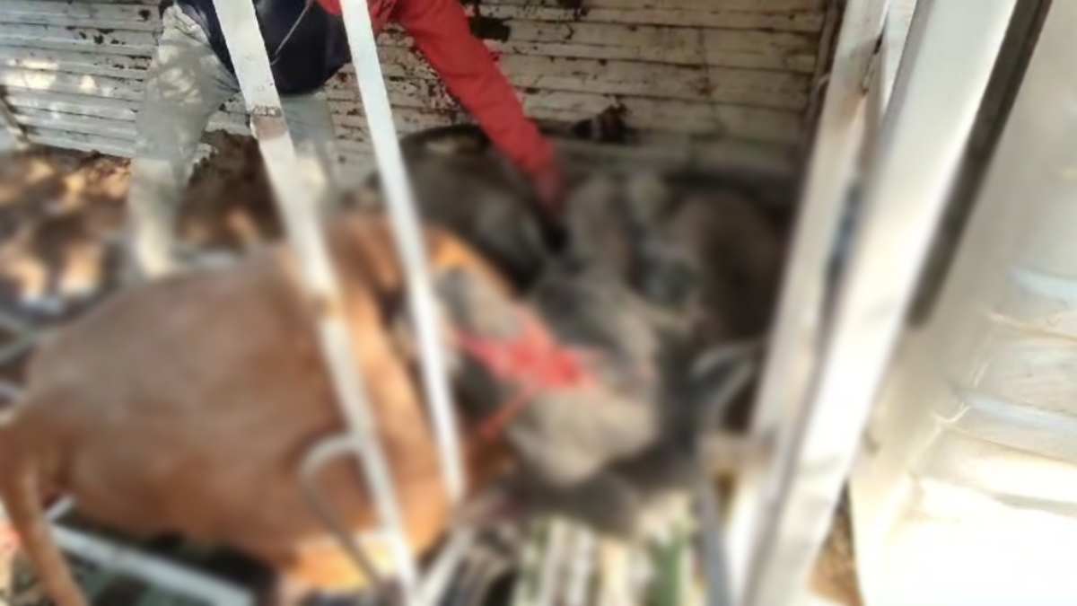 burhanpur, vehicle carrying cattle, illegally met  