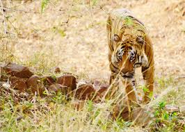 जंगल में इंजॉय 