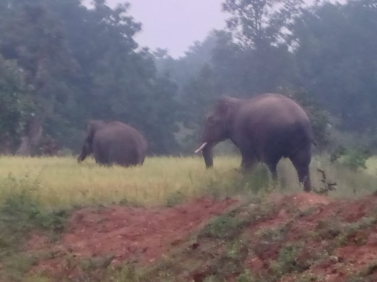anuppur, After two months, two elephants  