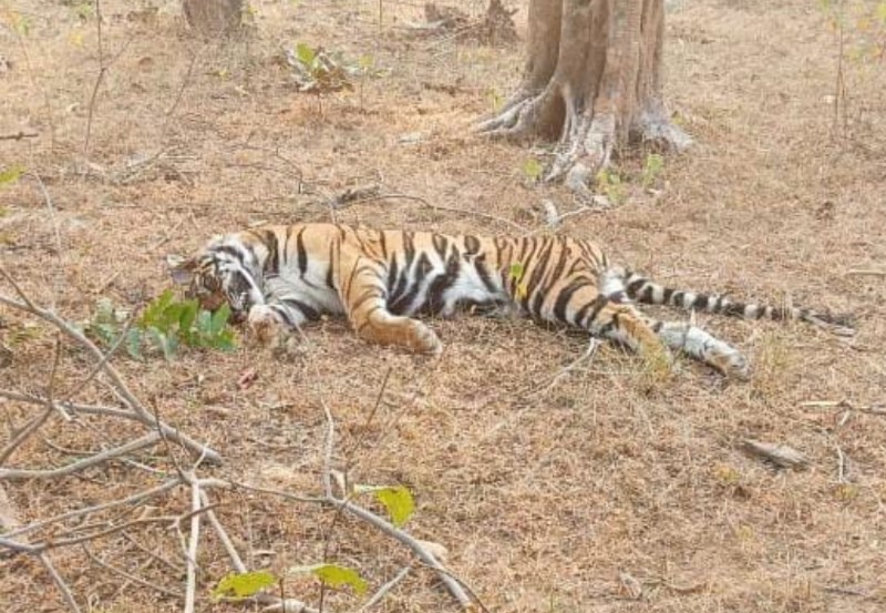 umaria, Female tiger cub, Bandhavgarh Tiger Reserve  