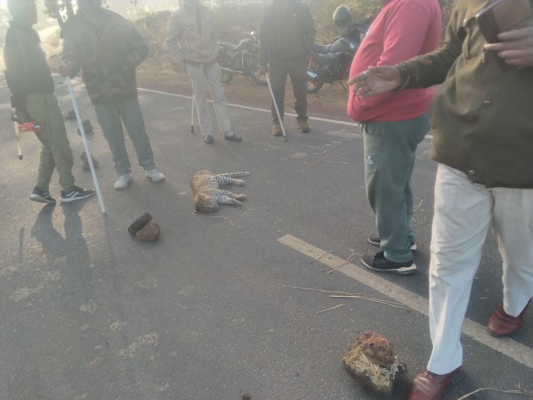 umaria, Leopard cub died, hit   vehicle  