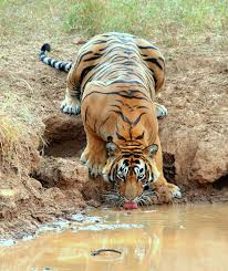 जंगल में सीएम हाउस