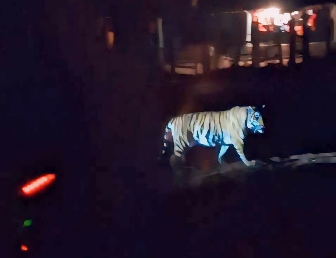 anuppur, Tigress also camped , Jaleshwar temple