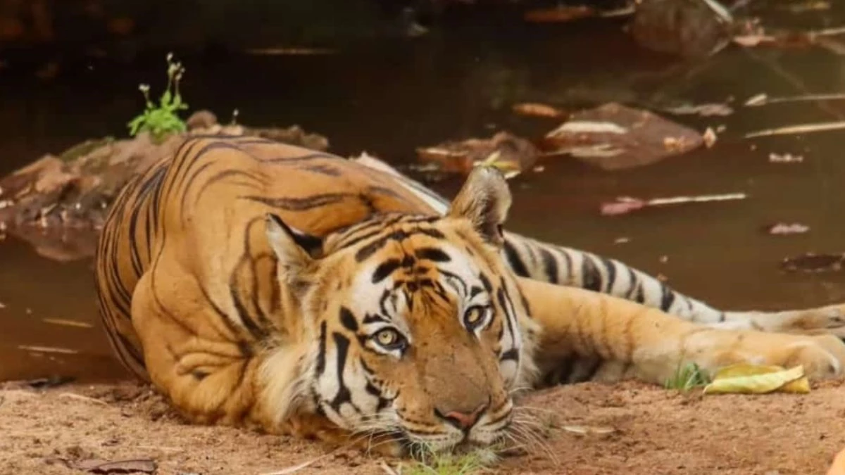 bhopal,Bandhavgarh Tiger Reserve,injured tiger 