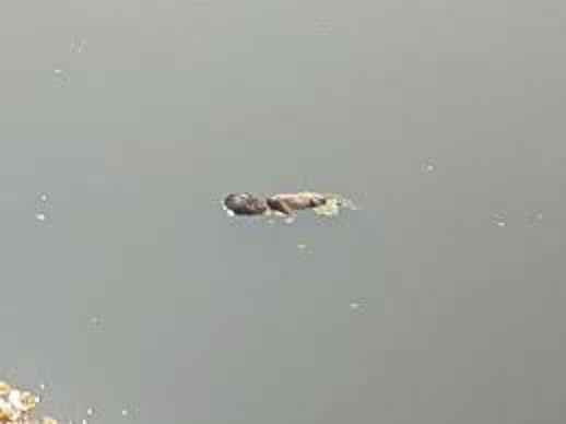sehore,   newborn was found ,Sewan river  