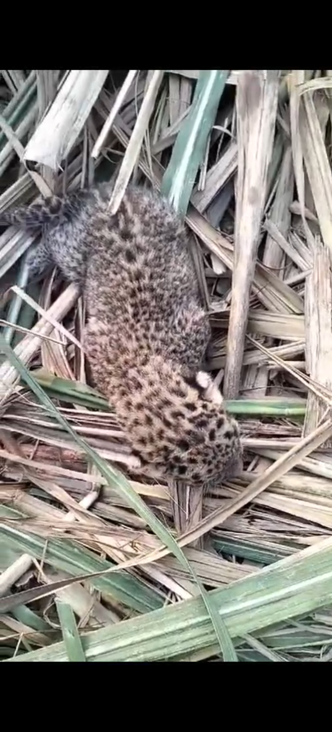 chindwara, Leopard cub born, sugarcane field