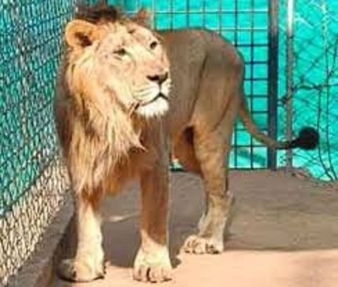 bhopal,  Asiatic lions ,Van Vihar
