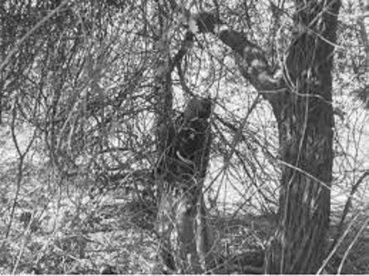 mandsour, Bodies  found , railway track