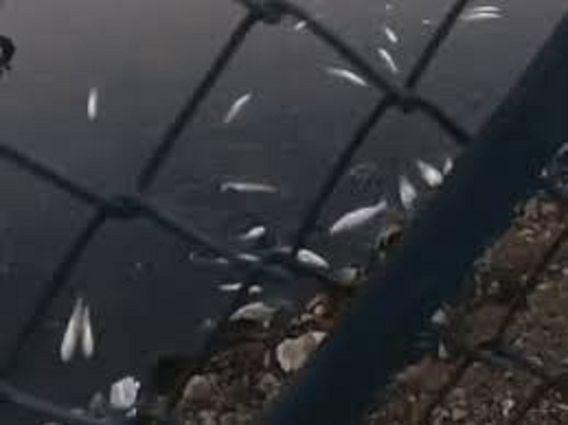 bhopal, Dead fishes,Shahpura pond  