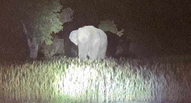   Anuppur, elephant again reached , district border