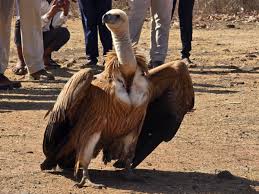 bhopal, Eurasian Vulture, Forest Division
