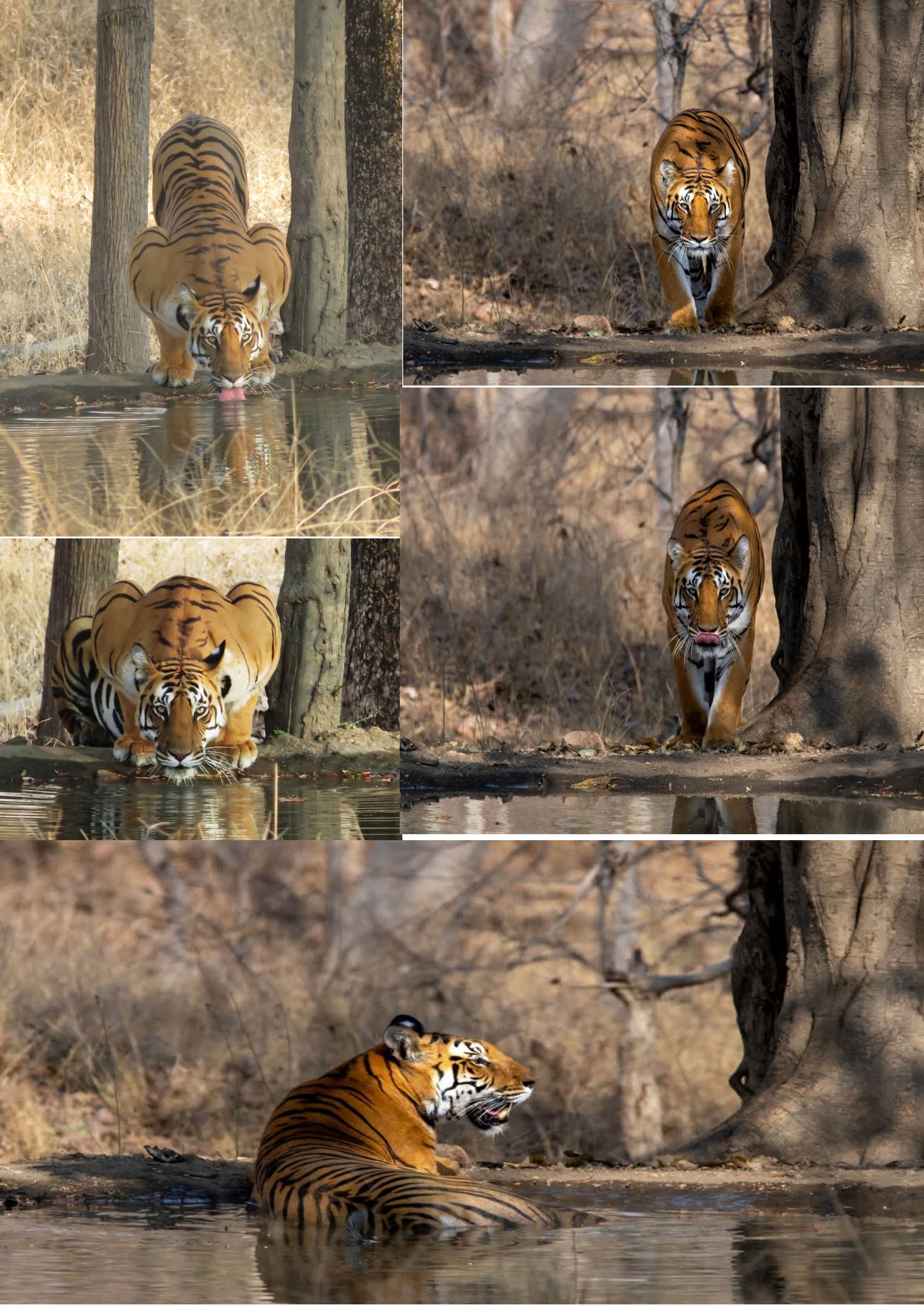 seoni, Tourists captured , tigress drinking water  