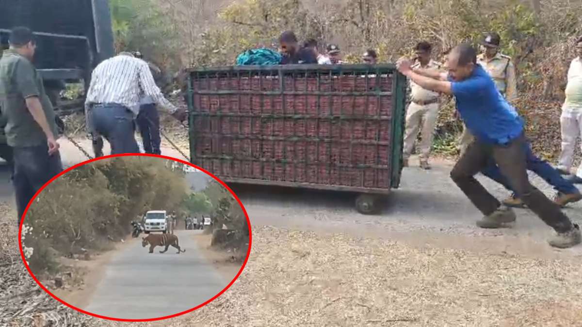 raisen,Forest department ,rescued two tigers
