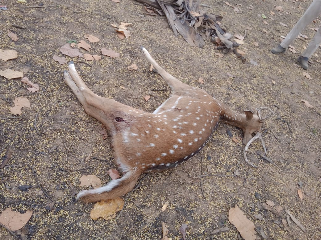 anuppur, Cheetal injured , ​​attack died