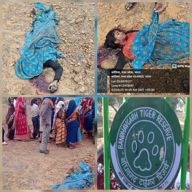 umaria,   collect Mahua died, tiger attack