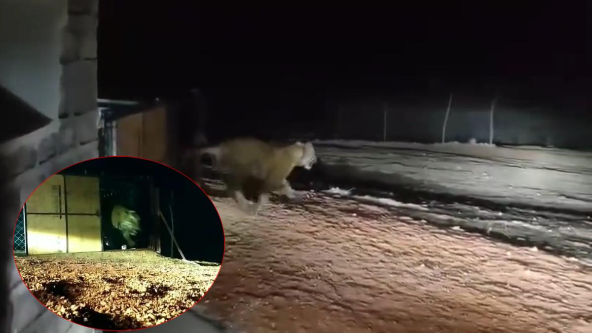 shivpuri,   new tiger,  Madhav Tiger Reserve 