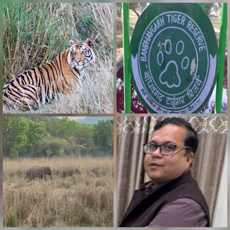 umaria, Tourists were thrilled, tiger and elephant 