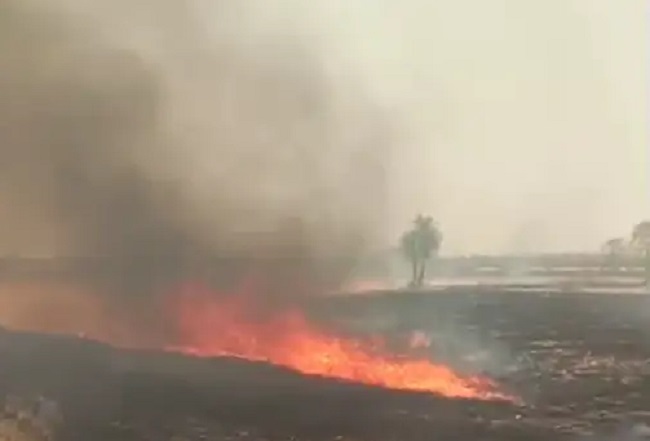 ashoknagar,  bigha stubble , burnt to ashes