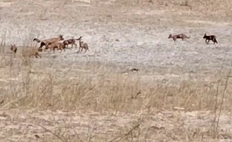 bhopal, Rare wild animal, gold dogs 