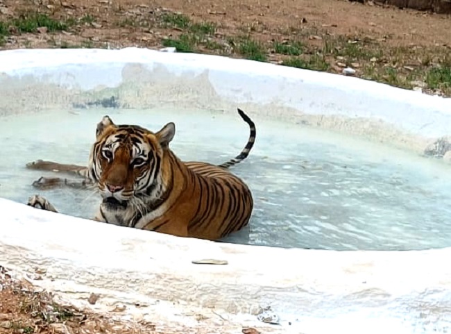 bhopal, Arrangements  wild animals , National Park Van Vihar  