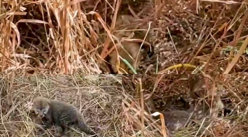 bhopal,   population of cheetah, Kuno