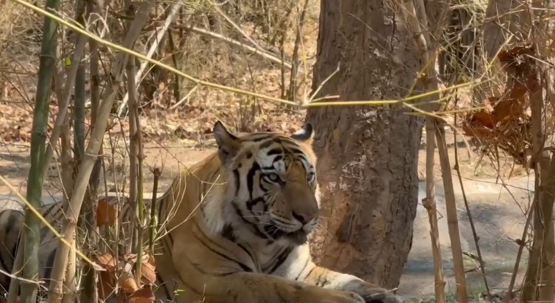 umaria, Tourists captured, famous Jamhol Tiger  