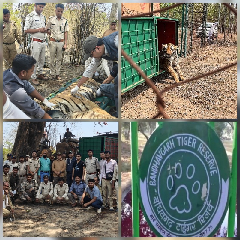 umaria,   tigress who killed , rescued