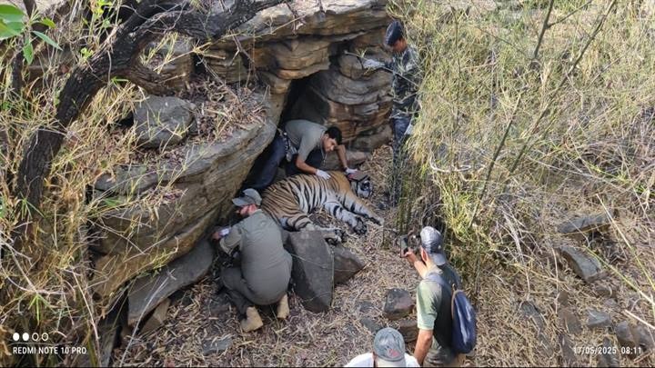 shivpuri, Successful satellite collar,Madhav Tiger Reserve