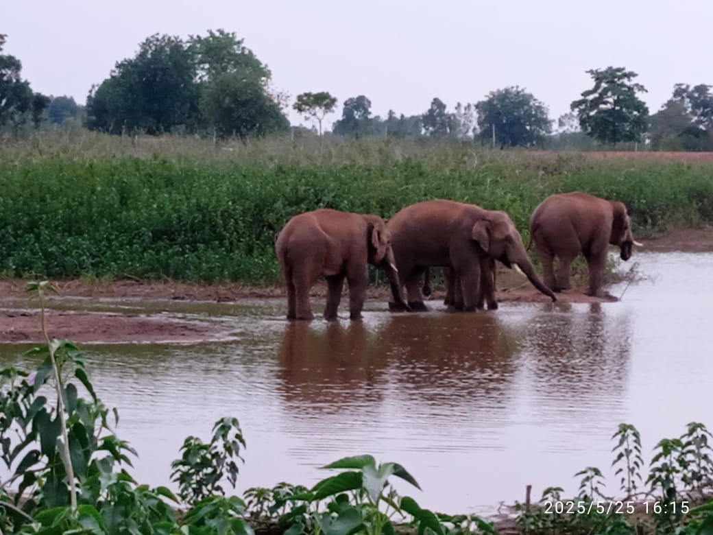 anuppur,   elephants reached , Chhattisgarh