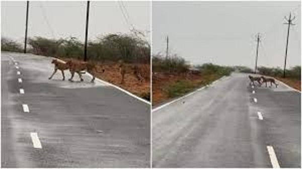 morena, Five leopards , Kuno National Park