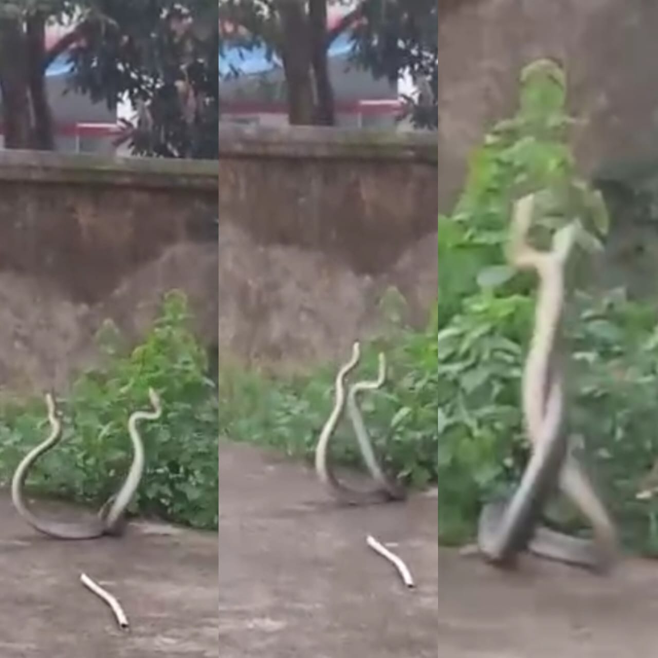 anuppur,   love union of snake,  Saavan