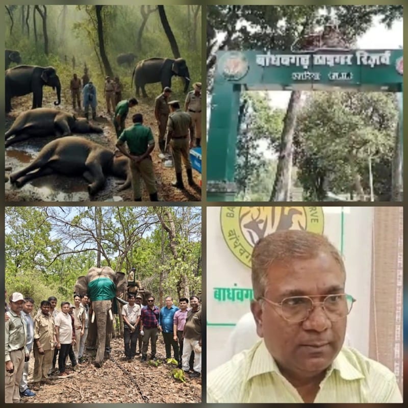 umaria,   wild male elephant ,rescued and brought  