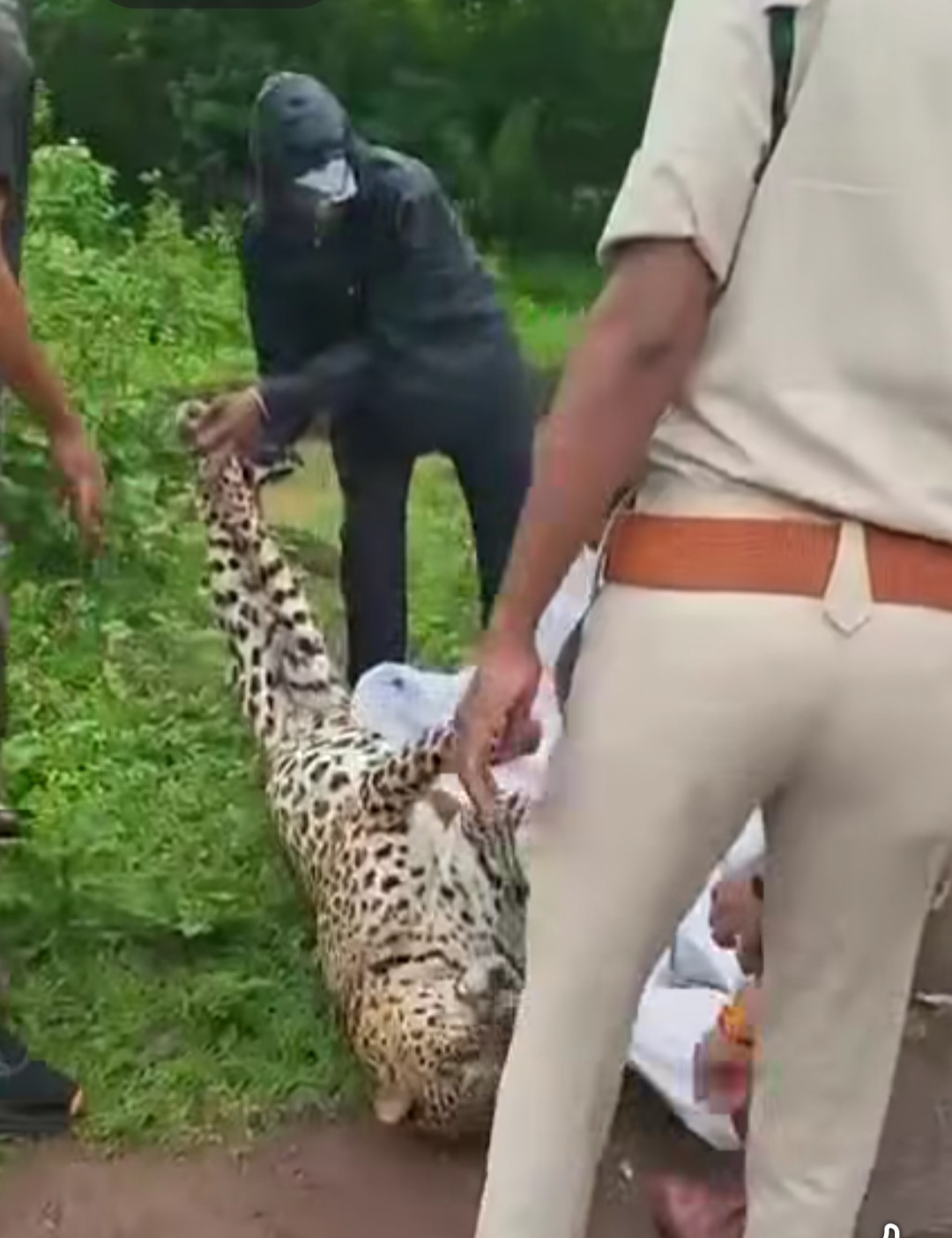 seopuri, Leopard dies ,Madhav National Park 