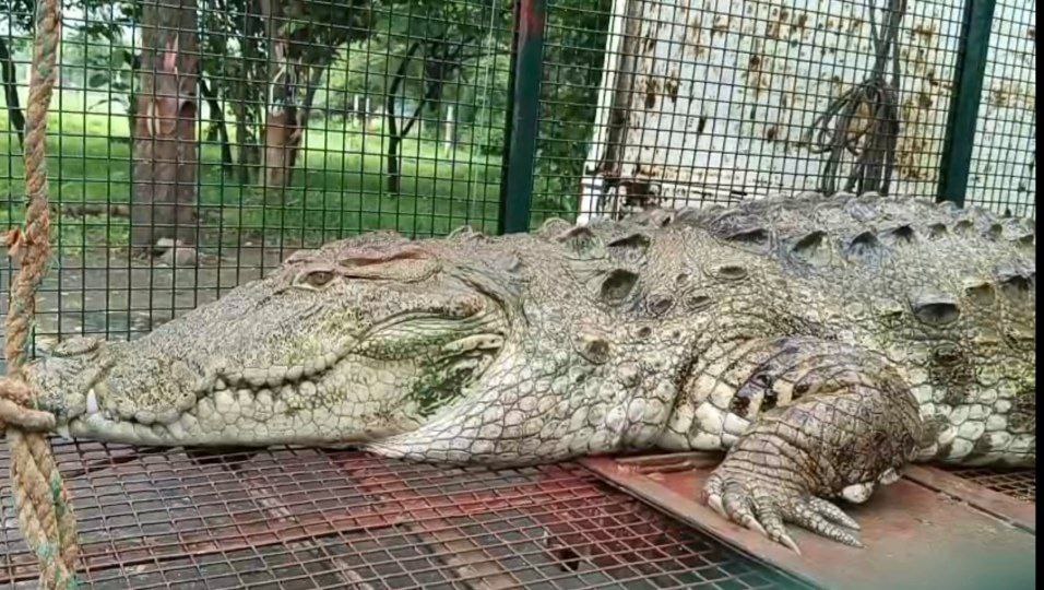 damoh,   five feet crocodile ,locked in a cage