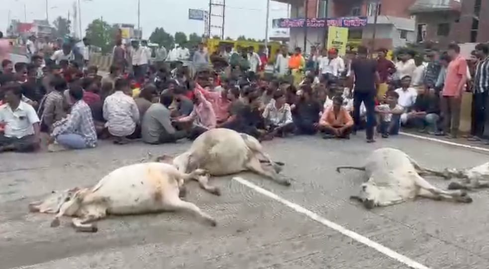 rajgarh, Four cows died , Gau-sevaks blocked  