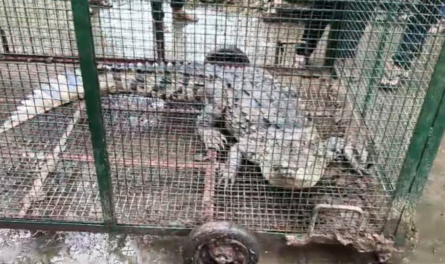 damoh, Crocodile caught again, forest department