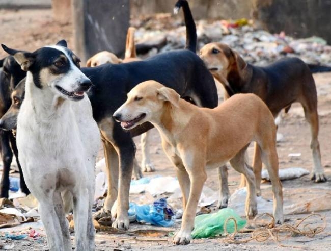 damoh,  thousand people ,stray dogs 