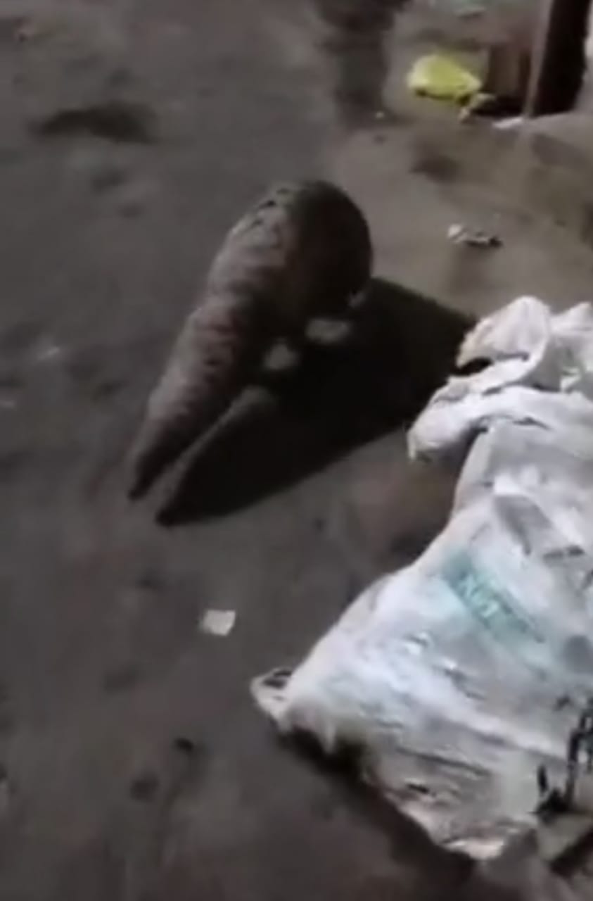 rajgarh, Pangolin creature , city