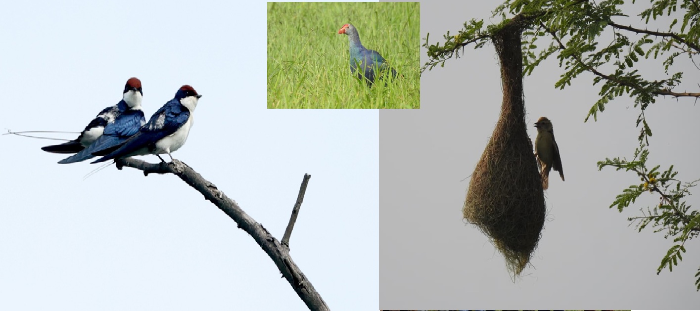 bhopal, Colourful journey , Madhya Pradesh