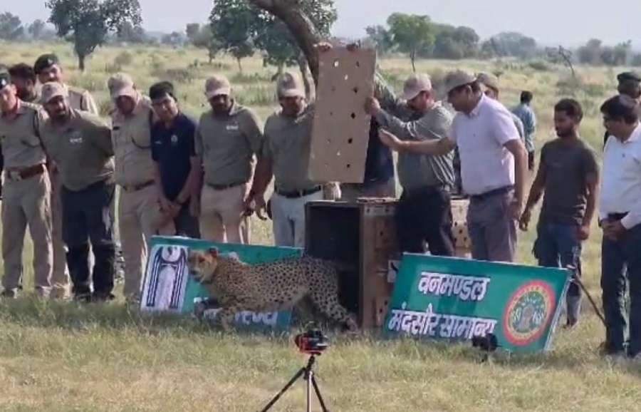bhopal, Female cheetah Dheera ,successfully released  