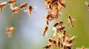 beena, Bees attack ,railway employees  