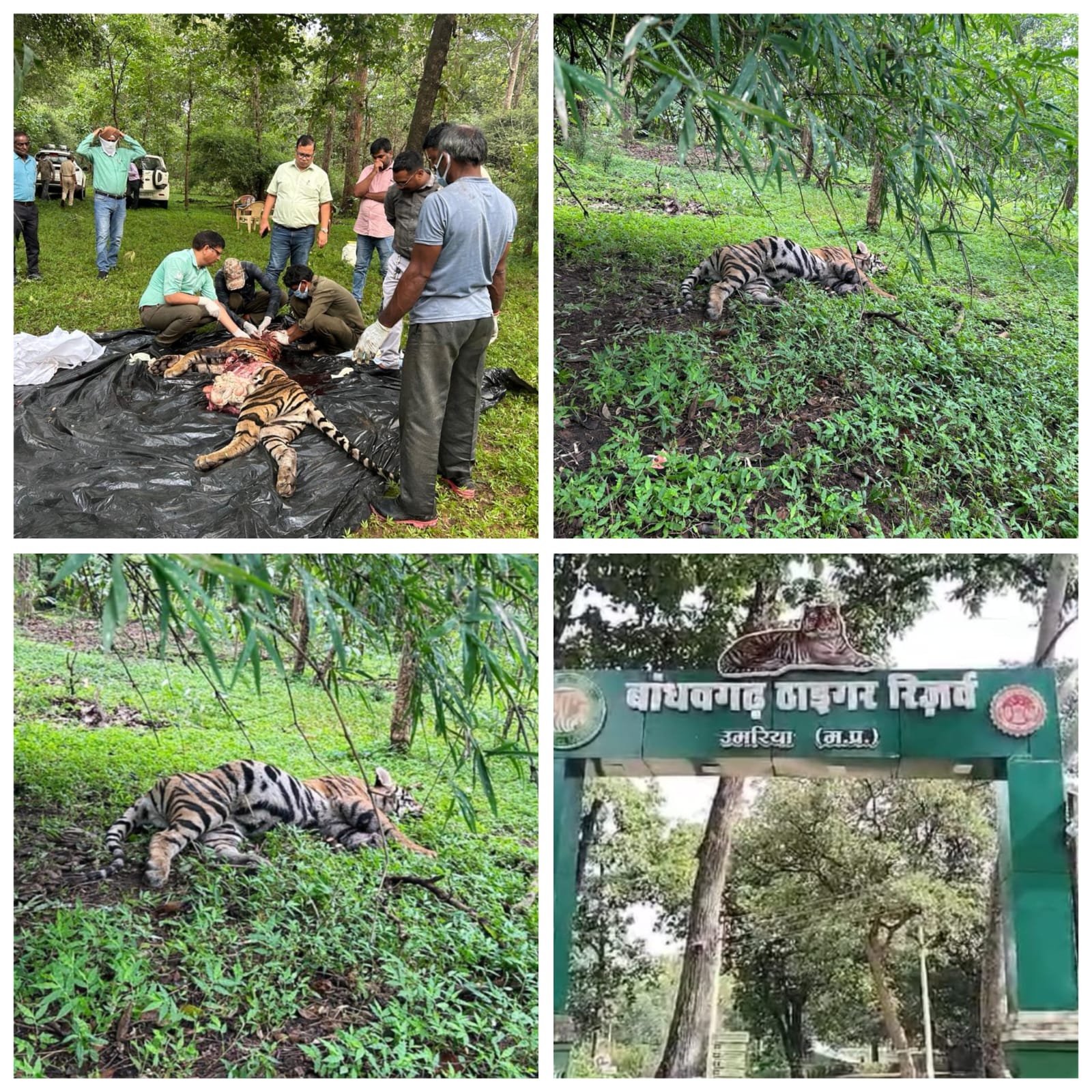 umaria, Female tiger cub dies , Bandhavgarh Tiger Reserve