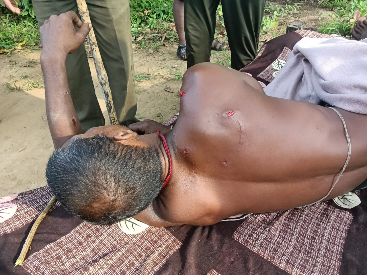 umaria, Villager injured , tiger attack 